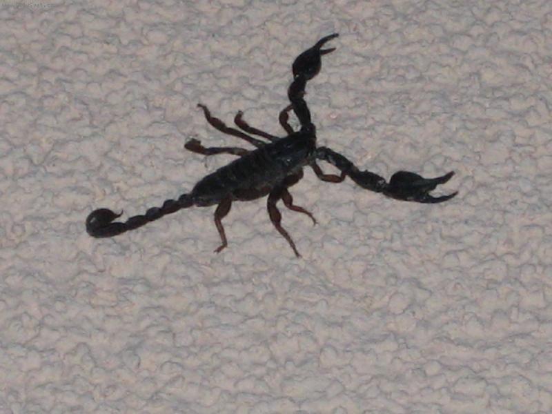 Foto: mazel z Istrie