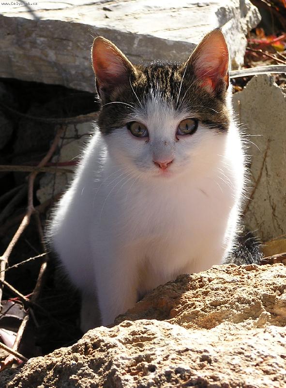 Foto: Hypnotick� pohled