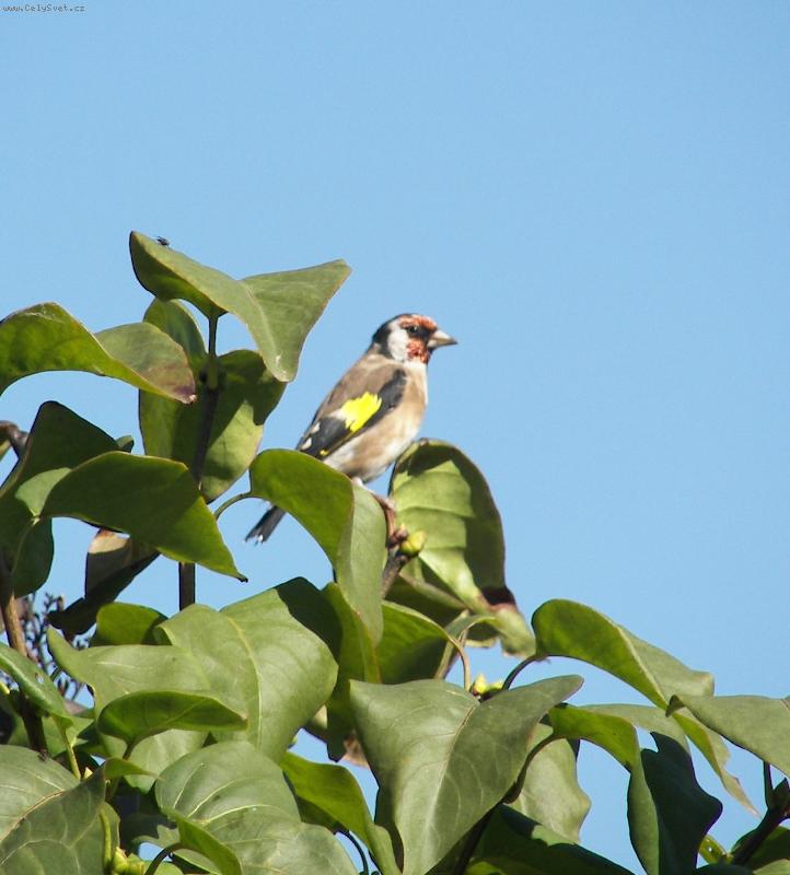 Foto: prost� pt��ek