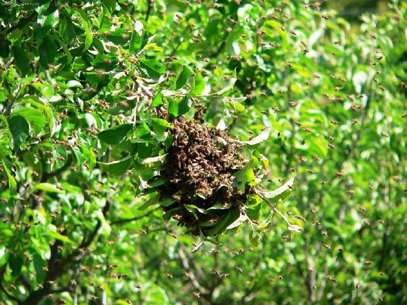 Foto: Rojen� v�el-par jsem jich schytal