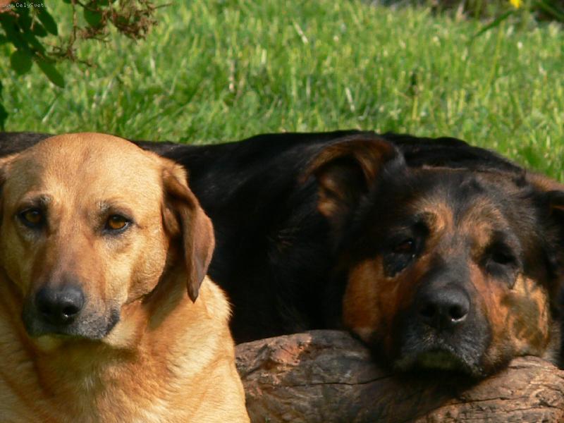 Foto: poledn� klid :o)-Denny a Bar�a