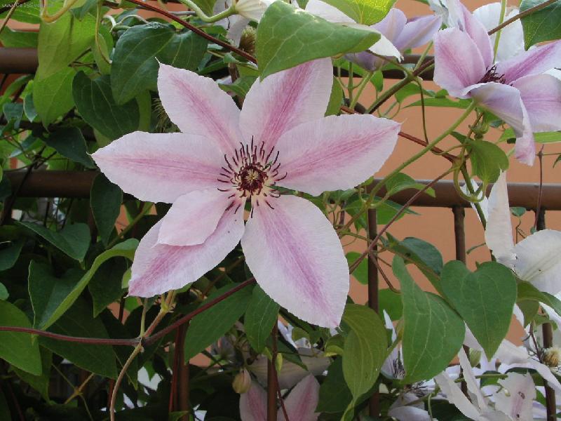 Foto: kr�sa p��rody