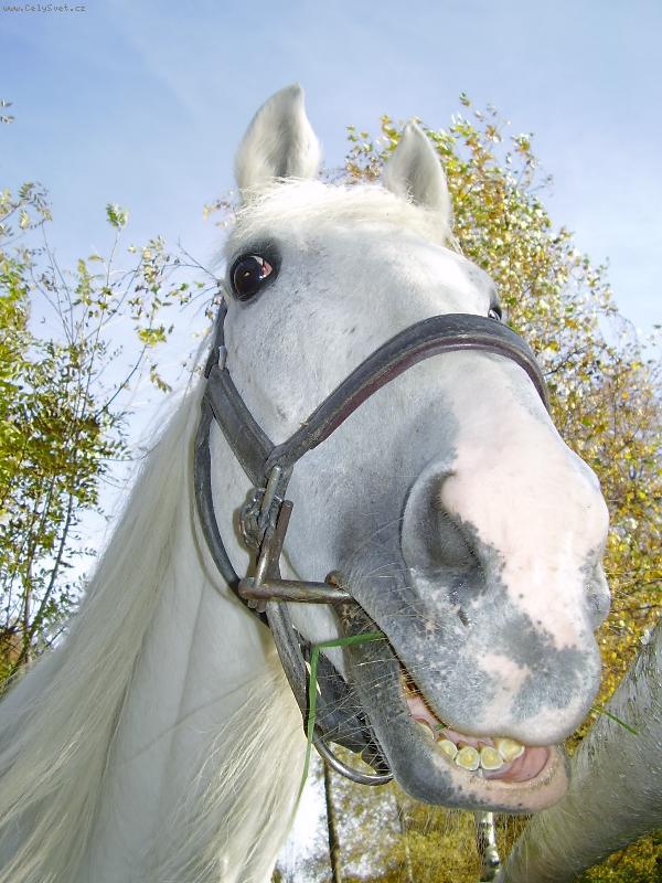 Foto: �sm�v pros�m