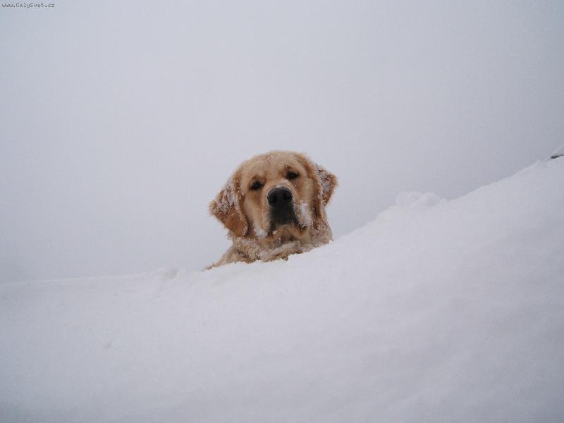 Foto: Willy