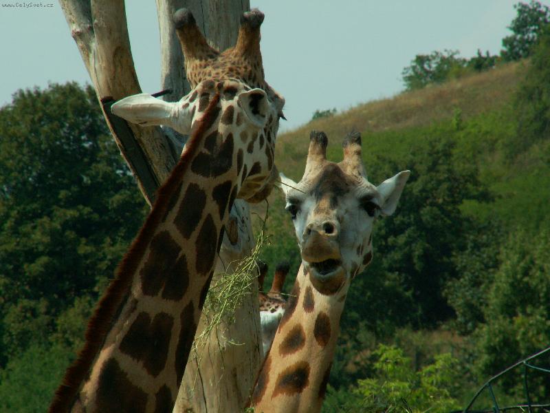 Foto: �IRAFA-sva�inka...