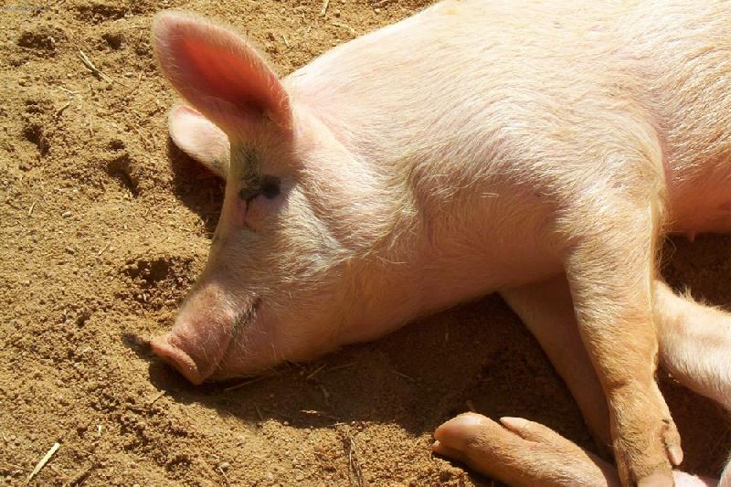 Foto: Jako prase v �it�