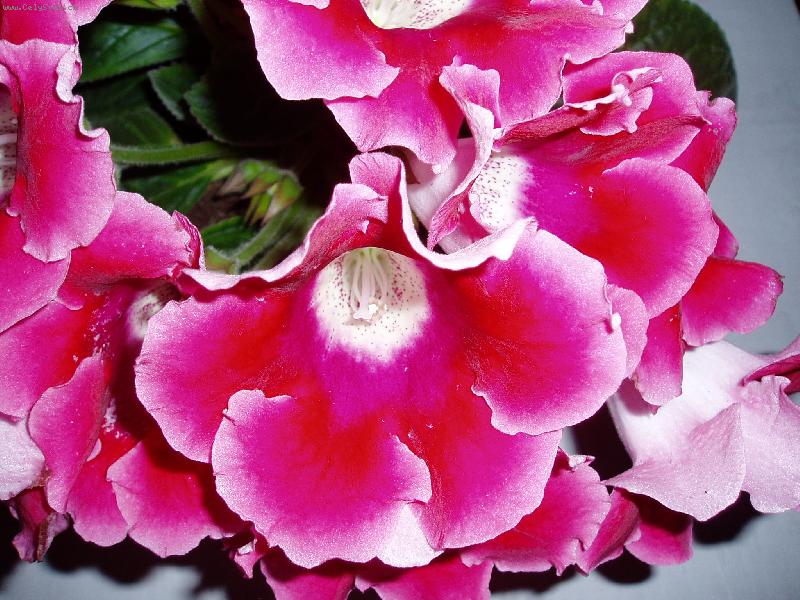 Foto: Kv�ty nad�je