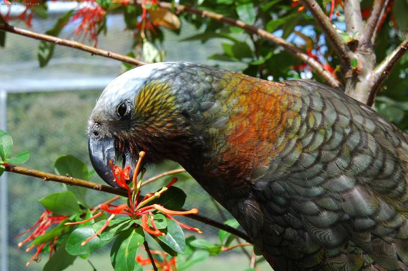 Foto: Papou�ek p�i sn�dani