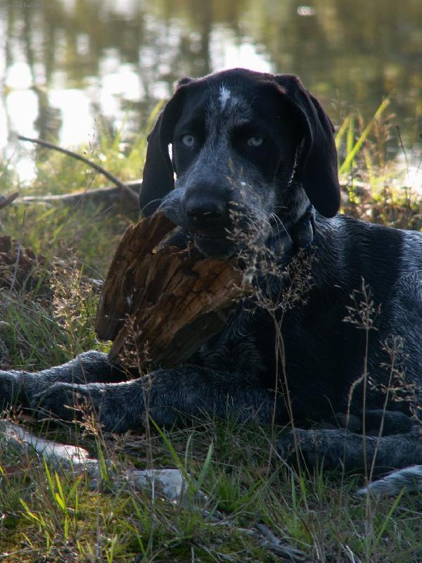 Foto: Ag�ta-Evropsk� s��ov� pes