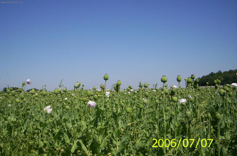Foto: Makov� pole