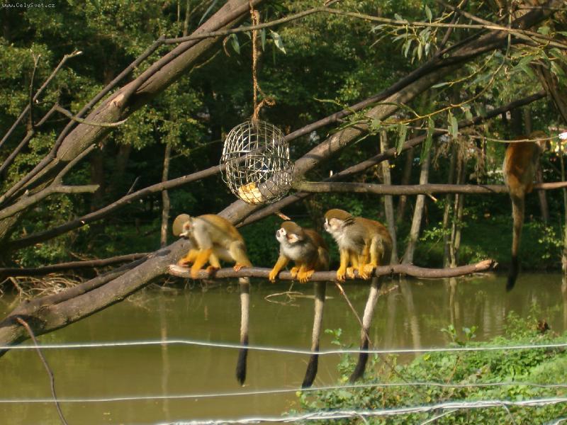 Foto: opice ze ZOO