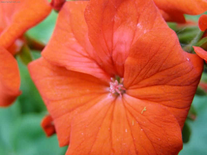 Foto: Kv�tko