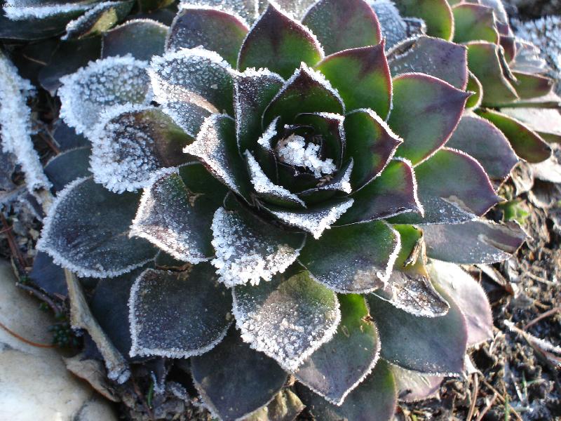 Foto: Net�esk-zima.....mocn� �arod�jka