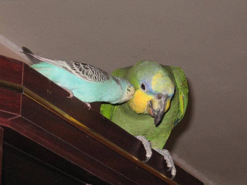 Foto: Tro�i�ku ti na�echr�m pe��-Amazo�an s andulkou