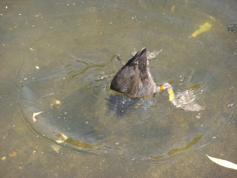 Foto: kachna v Hyde parku:))