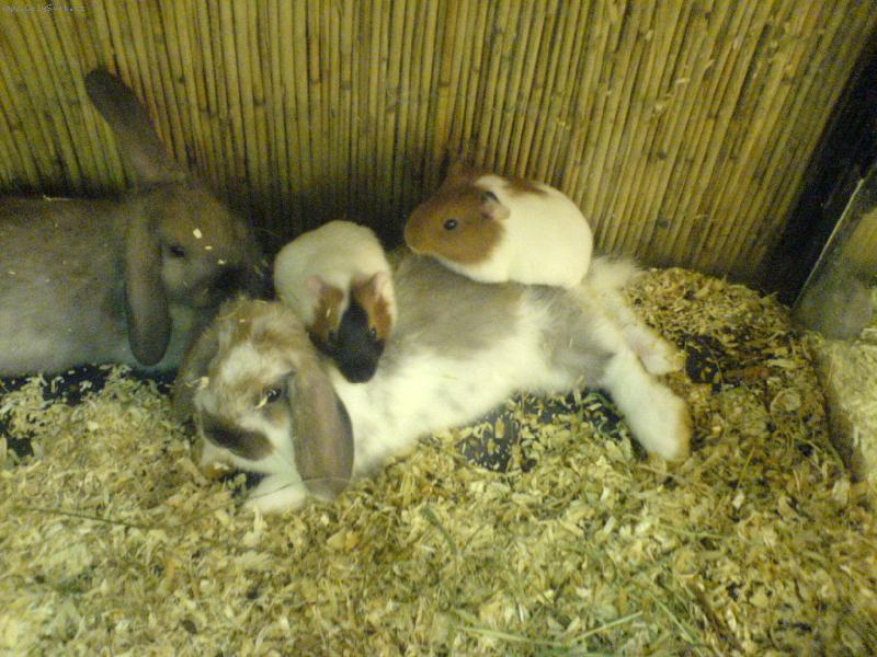 Foto: poledn� siesta