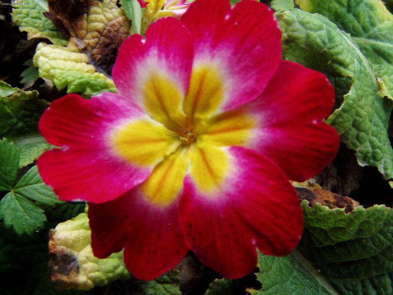 Foto: m�j petrkl��