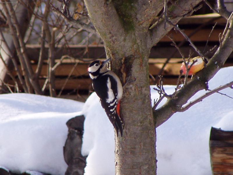 Foto: Strakapoud na strom�