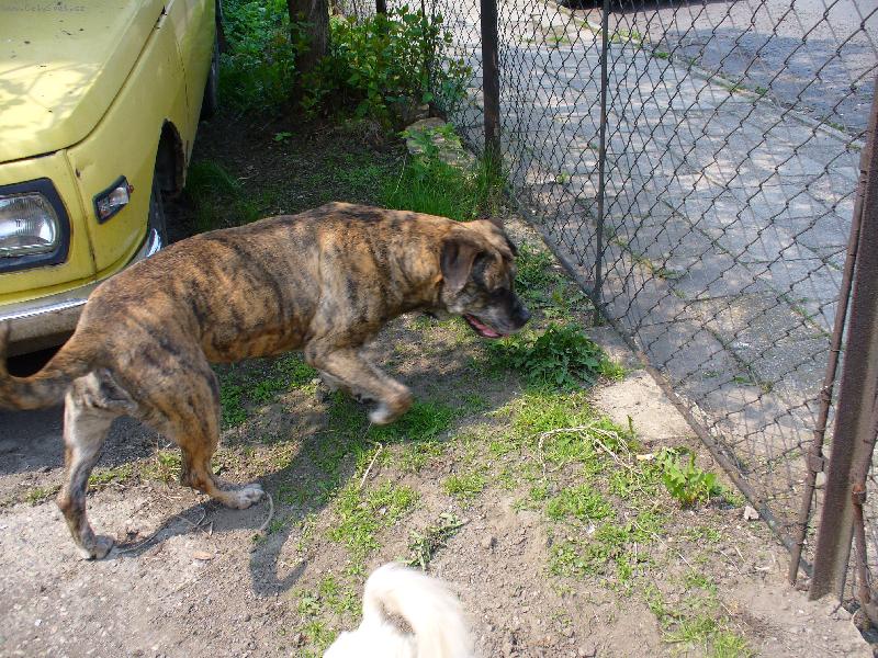 Foto: bandog-Ambra