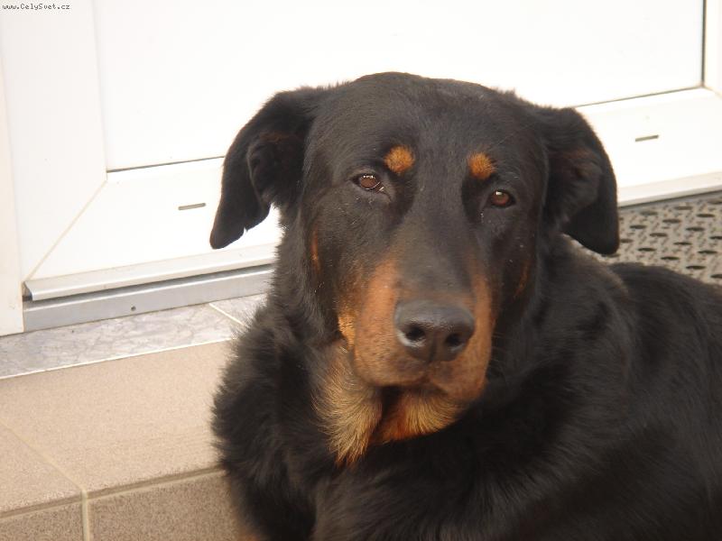 Foto: Archie