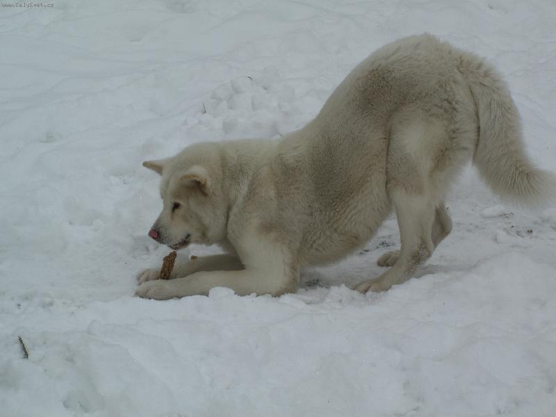 Foto: Zira v zim�