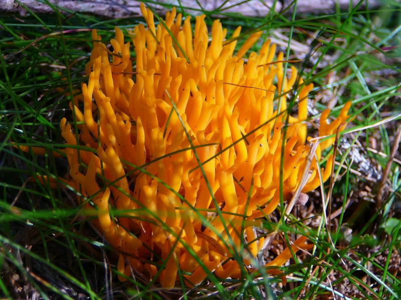 Foto: Kr�snor��ek lepkav�