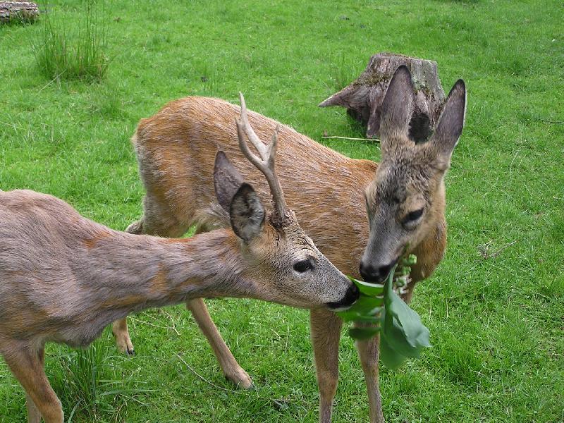 Foto: Dej mi kousek..