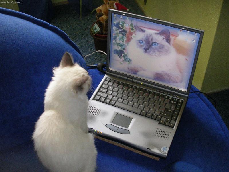 Foto: ko�ky a vzd�l�v�n�