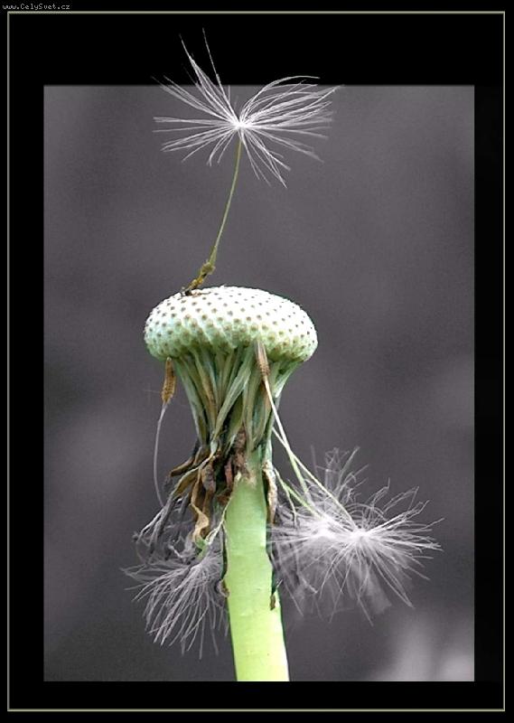 Foto: pampeli�ka senior-verze 2