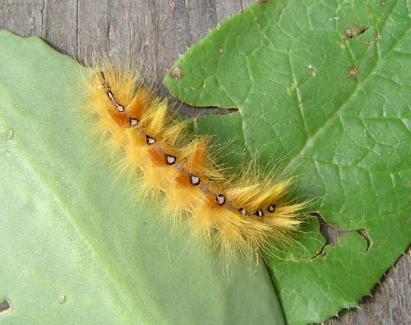 Foto: Kr�sn� housenka