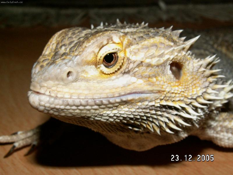 Foto: Agama vousat�