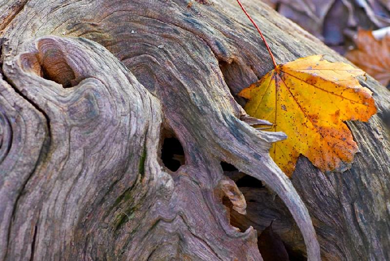 Foto: ko�en stromu