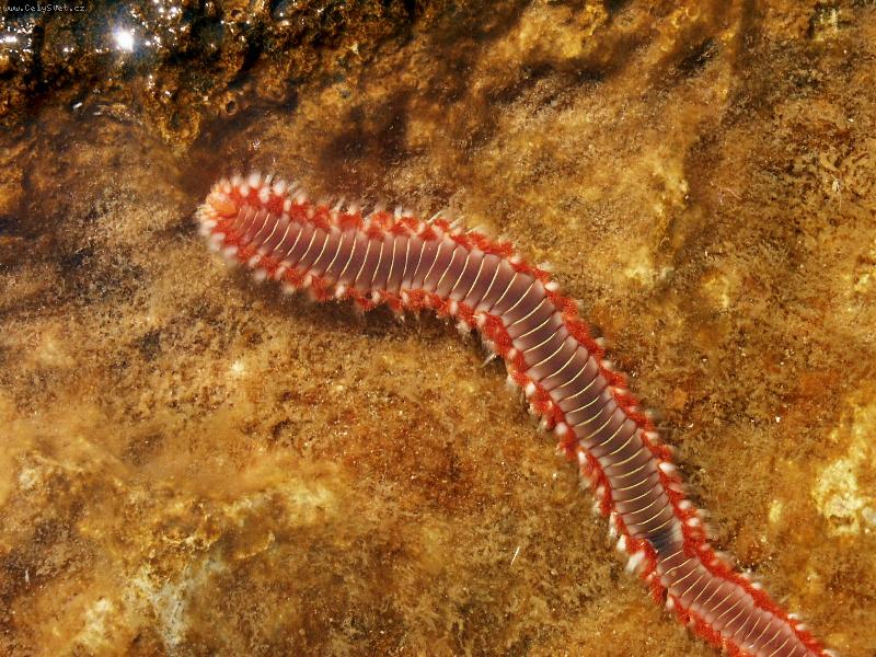 Foto: Mo�sk� �erv�k