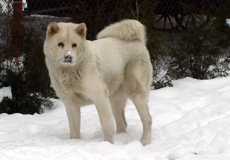 Foto: Zira
