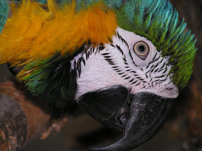 Foto: ARA ARARAUNA-KUKU�