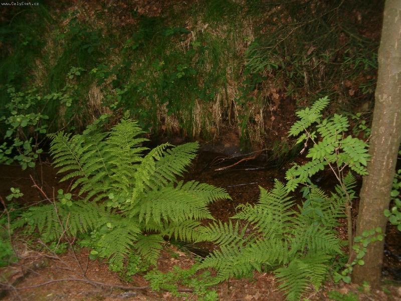 Foto: HPIM0860-kaprad�