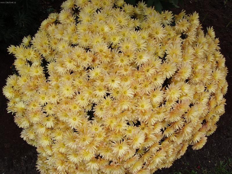 Foto: Chryzantema-podzim