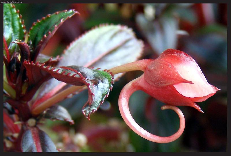 Foto: Mlad� net�kavka