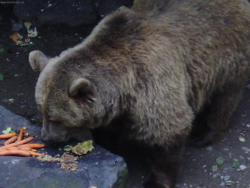 Foto: M�da z Krumlova