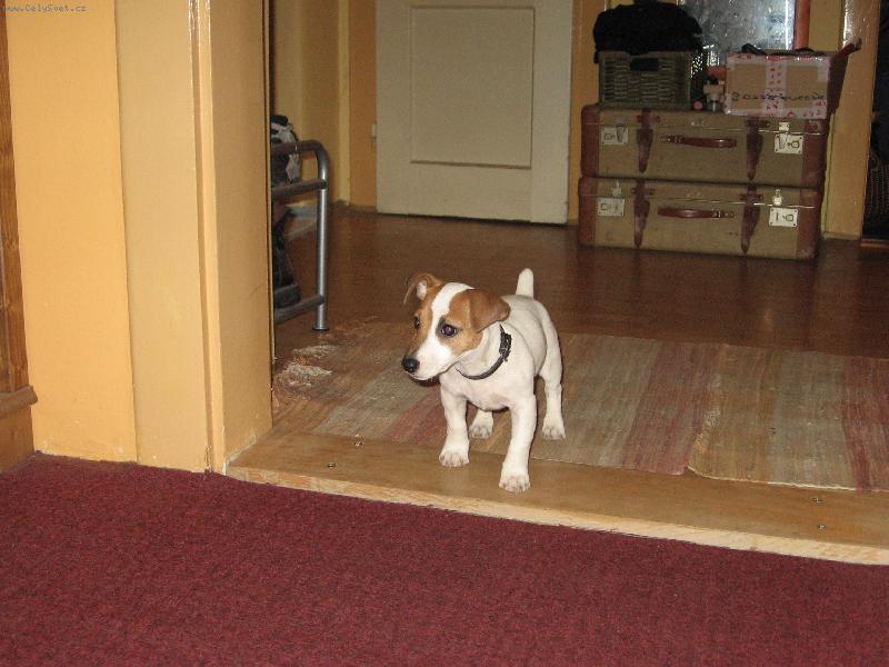 Foto: P�es nov� pr�h