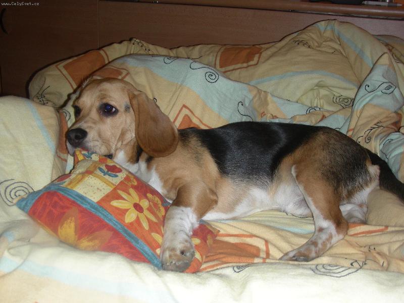 Foto: V pe�in�ch tam je hej...