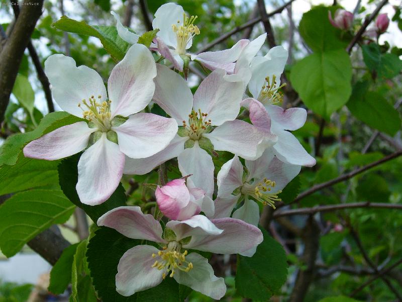 Foto: Jaro p�ich�z�