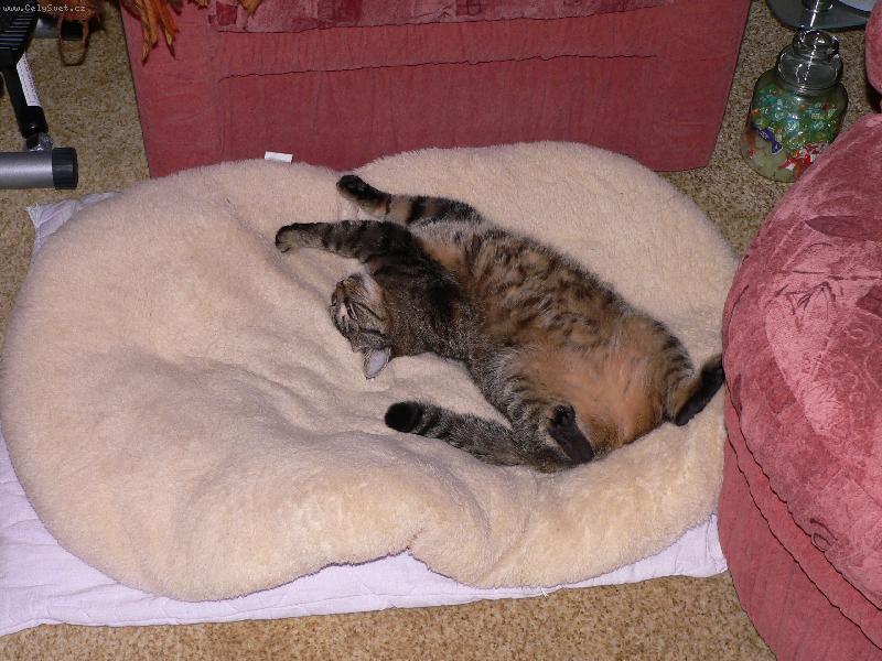 Foto: Leno�en�-Co dodat?