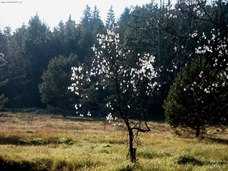 Foto: Lampionov� strom