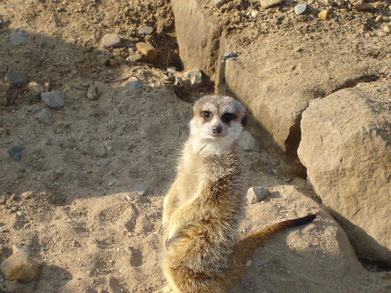 Foto: Surikati-Ahoj...