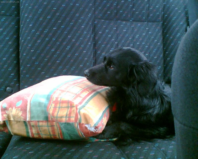 Foto: V aut�-Den�sek