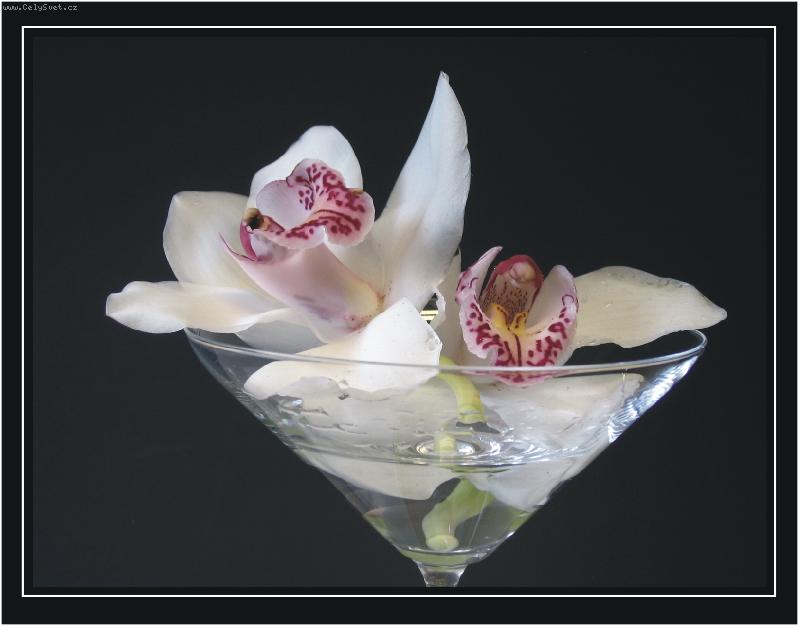 Foto: orchidea