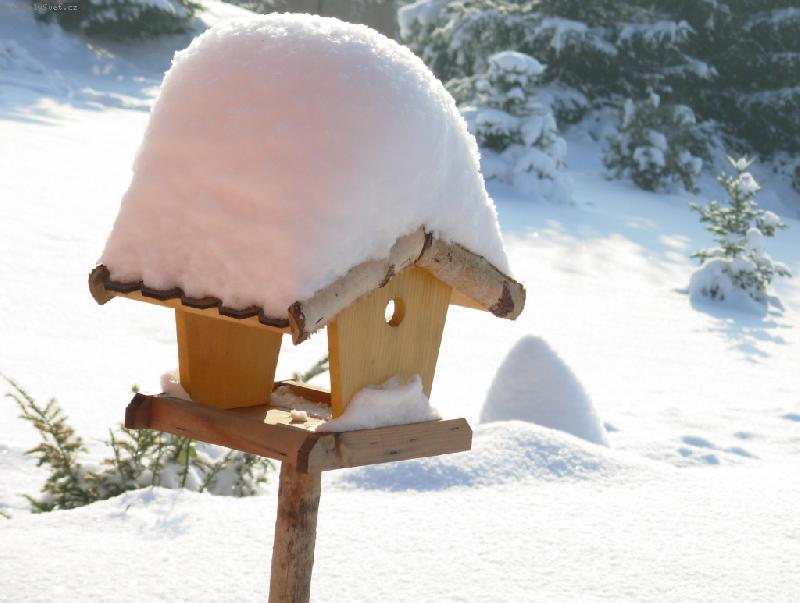 Foto: Ulet�l\.\.pt��ek-zobali pt��ci a� vyzobali\.\.\.