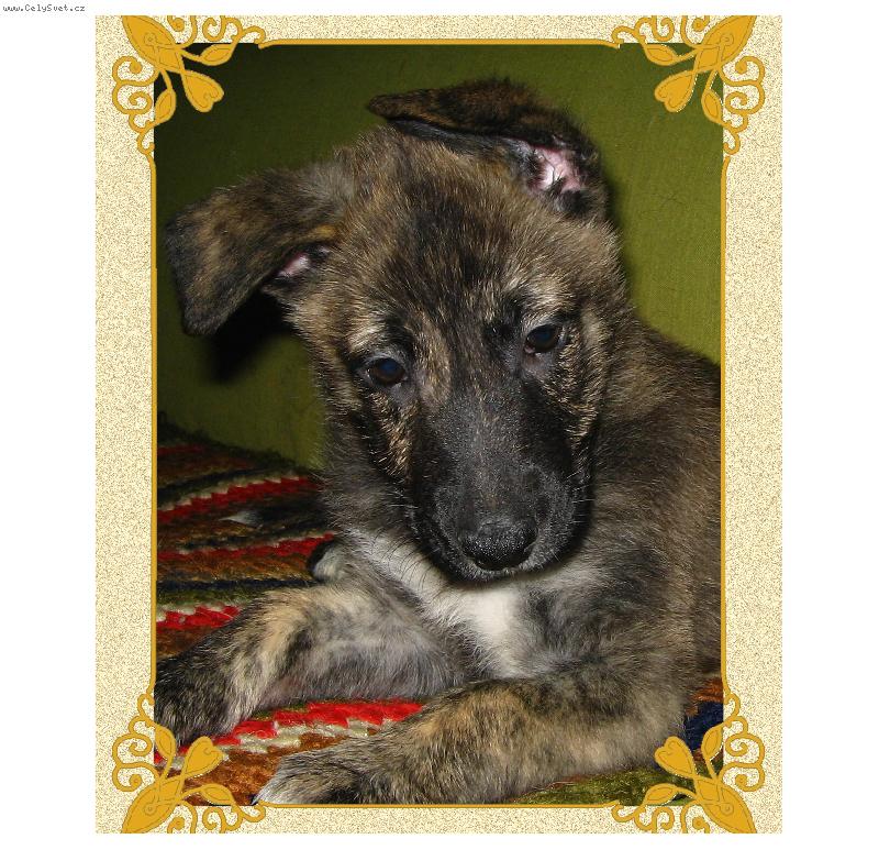 Foto: Hele! mravene�ek!-Dolce