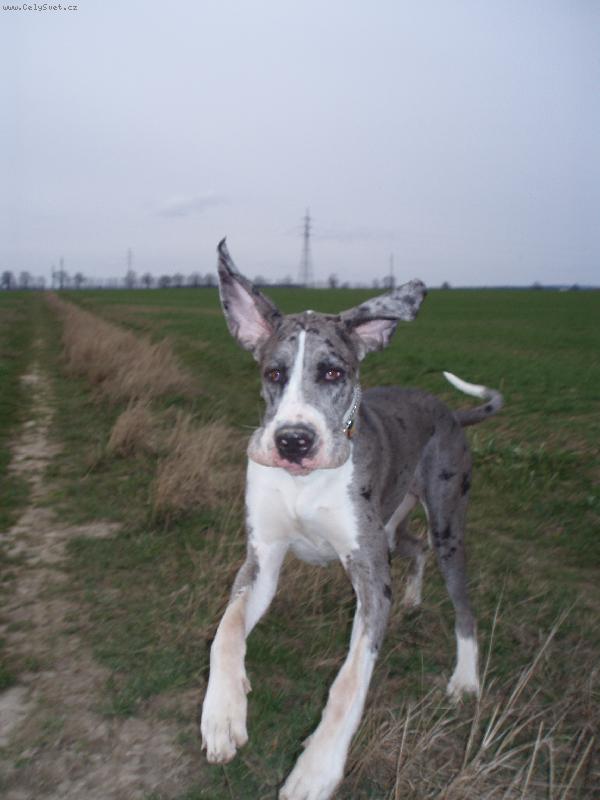 Foto: Bosanka